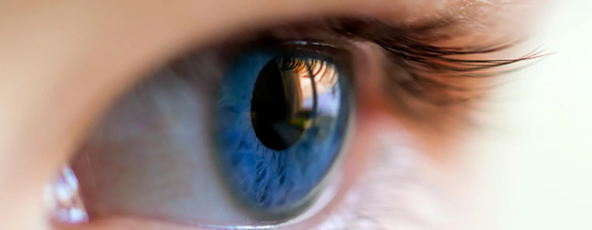 Anatomía y estructura del ojo