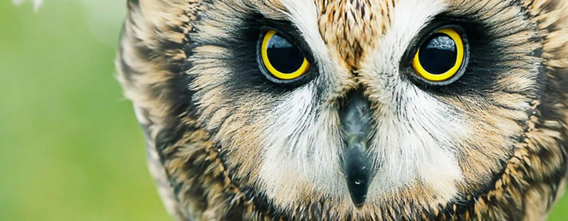 Hoe dieren de wereld zien