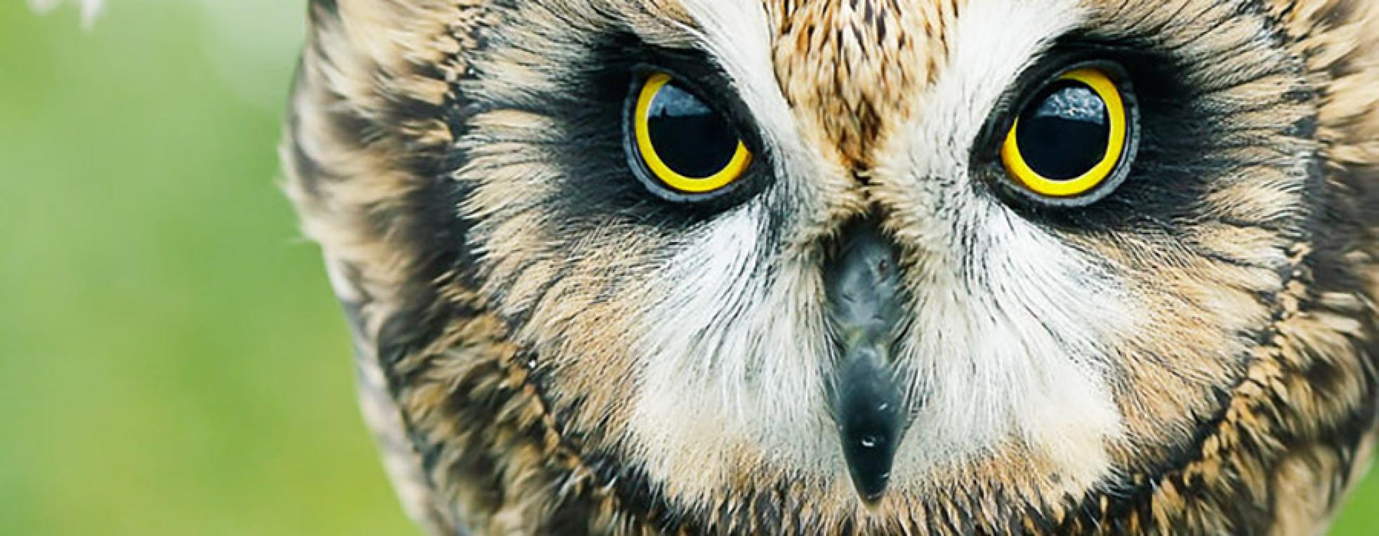 Hoe dieren de wereld zien