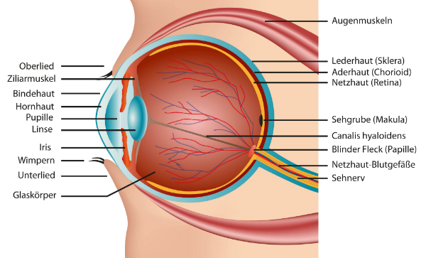 Aufbau-des-menschlichen-Auges-mit-Glaskörper